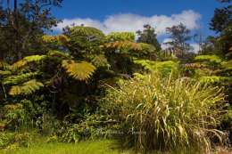 Fern forest