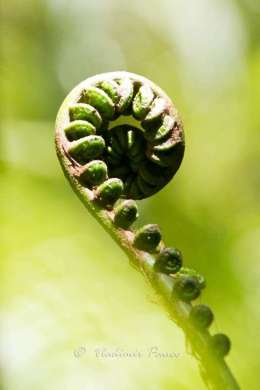 Fern fractal