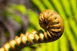 Fern fractal