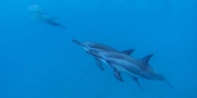 Dolphin couple