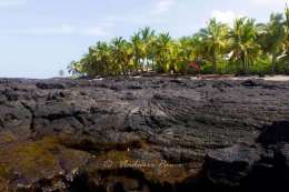 Lava shore and palms