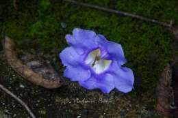 Flower on lava rock