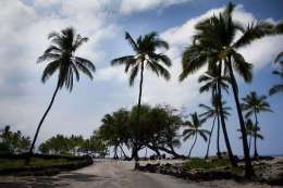 Palms on lava shore