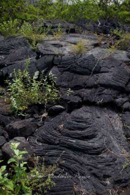 Life is growing on lava
