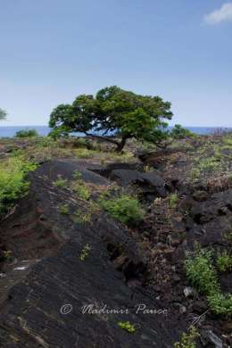 Life is growing on lava