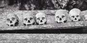 Skulls