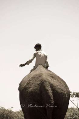Elephant ride, India