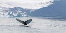 Whale tale - Humpback