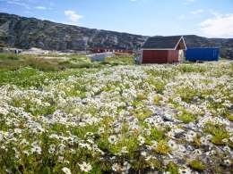 Ilulissat