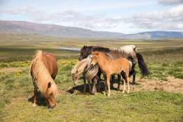 Horses, Iceland