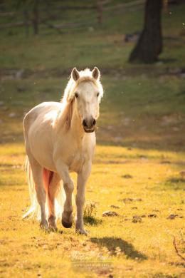 Magical horse, Mongolia