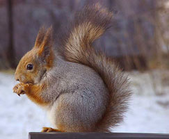 Squirell, Orava, Slovakia