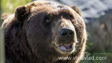 Hnedý pobrežný medveď, Aljaška | Coastal Bear Alaska