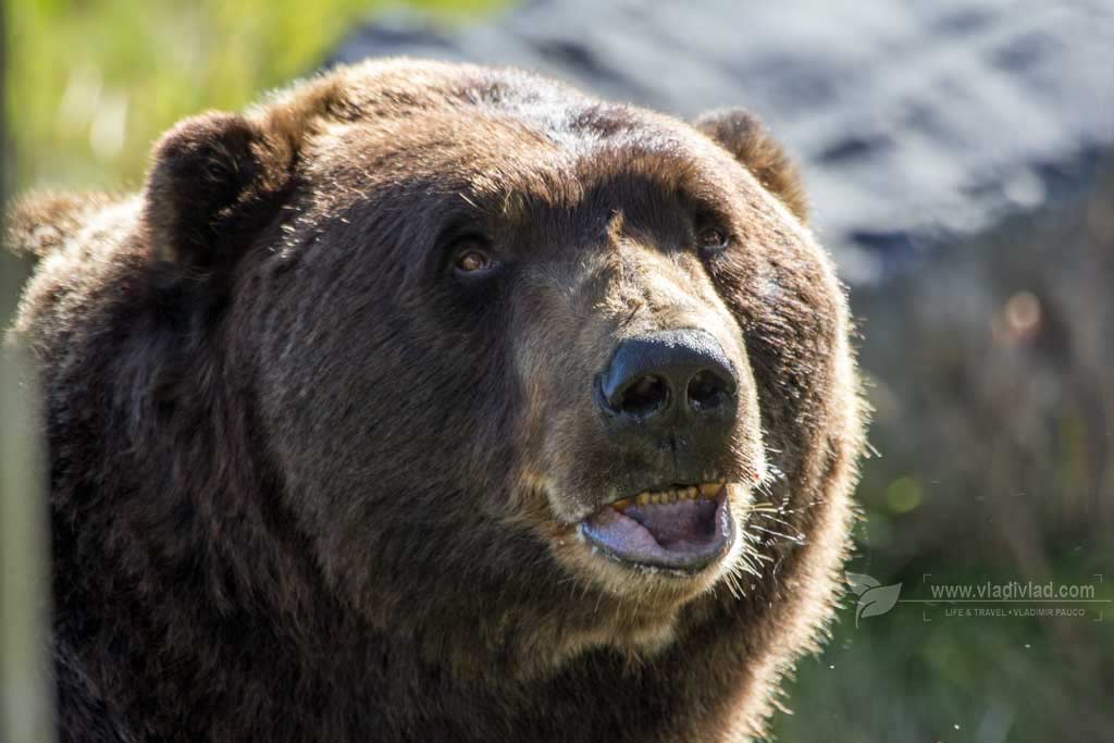 Hnedý pobrežný medveď, Aljaška | Coastal Bear Alaska