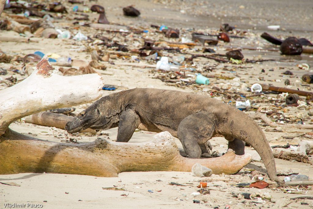 Varan Komodský na pláži plnej smetiska, Indonézia