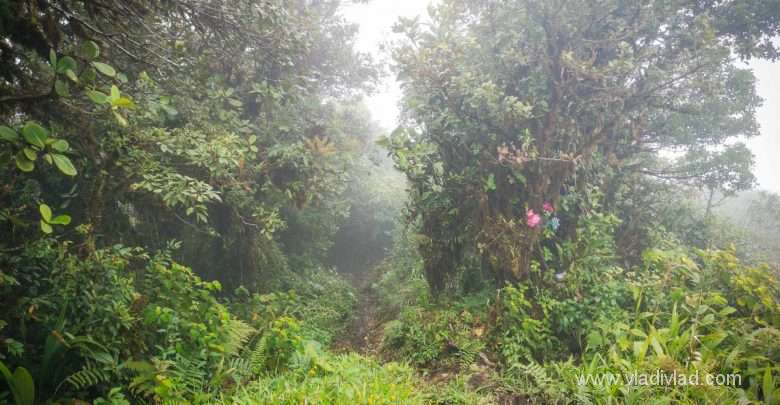 Panama, jungle trek, El pianista trail