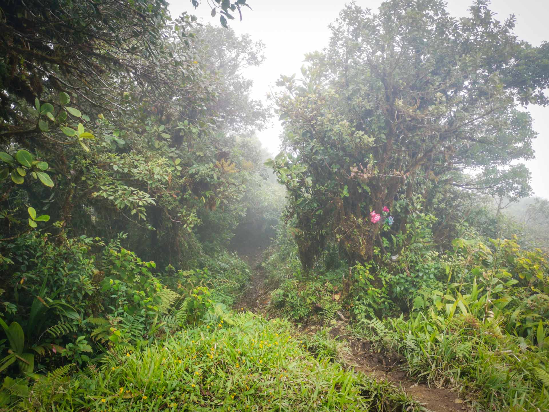 Panama, jungle trek, El pianista trail