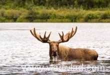 Great Moose, Alaska - Vladimir Pauco