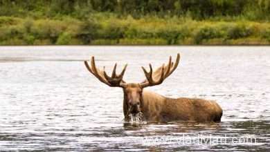 Great Moose, Alaska - Vladimir Pauco