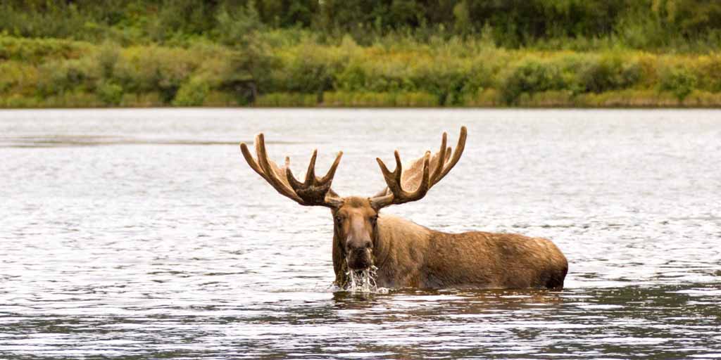 Great Moose, Alaska - Vladimir Pauco