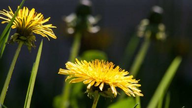 Púpava, liečivá rastlina, Dandelion