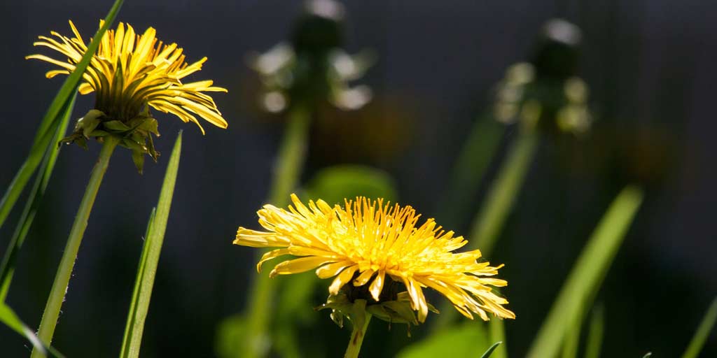 Púpava, liečivá rastlina, Dandelion